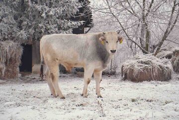 Chianina byk