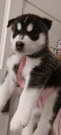 Syberian Husky / Szczeniaki / Rodowód