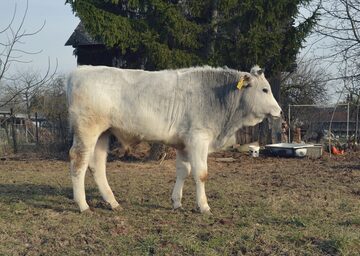 Chianina byk