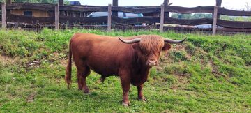 Byk rasy Highland