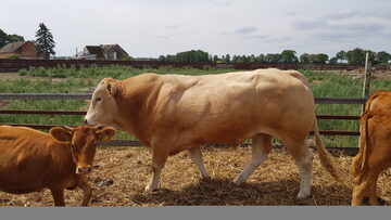 BYK rozpłodowy rasy Blonde d'Aquitaine 100%