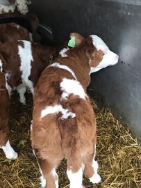 Byczki, cielęta mięsne SImental, rasa belgijska