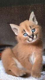 Kocięta Savannah Serwal i Karakal mają 4 tygodnie.