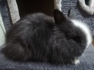 Karzełki Teddy Długowlosy 