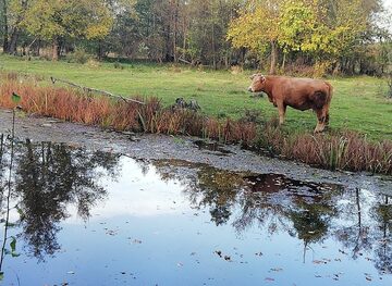 Sprzedam piękną jałowke mięsna na matkę do hodowli 