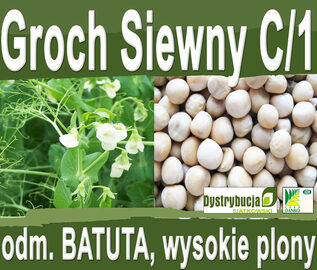 Kwalifikowane nasiona grochu siewnego BATUTA C/1