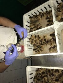 Zielononóżki kury zielononóżka pisklaki 