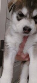 Syberian Husky / Szczeniaki / Rodowód