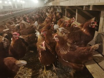 Sprzedam młode kurki kury nioski Tetra 23 tygodni, znoszą jajka