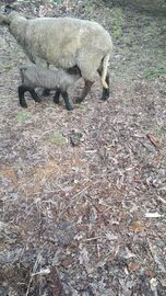 2 Owce i 1 baran Suffolk, możliwość sprzedaży oddzielnej 