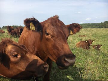 Sprzedam Stado Krów RED ANGUS - LITWA eko