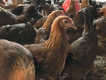 kury zieleononóżki
