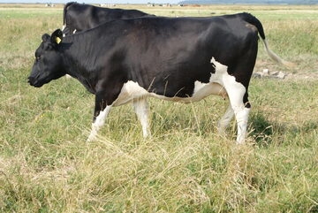 jałówki hodowlane HF - KREDYT 4,6%