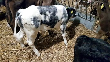 SPRZEDAŻ CIELĄT BYKI,JAŁÓWKI 50-130KG