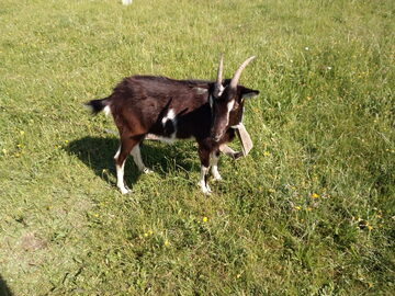 sprzedam koze