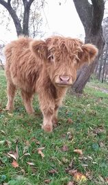 Sprzedam bydło rasy Highland Cattle