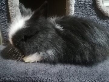Karzełki Teddy Długowlosy 
