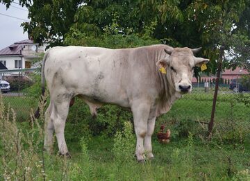Chianina byk