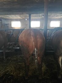 Sprzedam 12 Jałówek 700kg i 2 Byki Mięsne Limousine