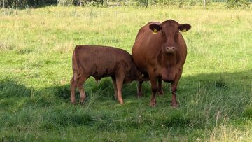 Byk rozpłodnik Red Angus, Angus Czerowny, 100% PZHiPBM, świadectwo