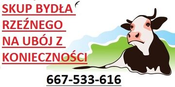 SKUP BYDŁA RZEŹNEGO NA UBÓJ Z KONIECZNOŚCI / POURAZOWE !!! GOTÓWKA !!!