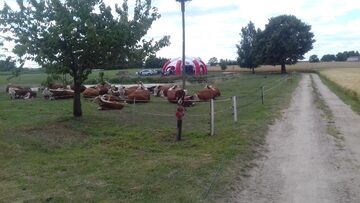 Sprzedam Jałowice cielne rasy hereford mamki hodowlane