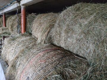 Siano I pokos 2019, ok. 200szt.
