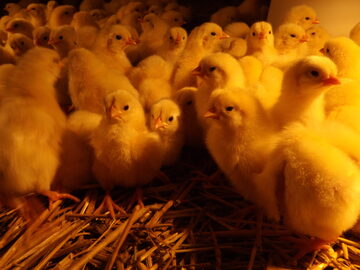 Leghorn  Rossa Messa karmazyny Perliczki zielononóżki 20 tyg