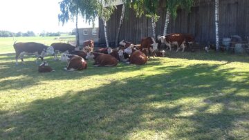 Sprzedam Jałowice cielne rasy hereford mamki hodowlane