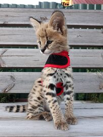 Serval i Savannah, kocięta karakalne zarejestrowane