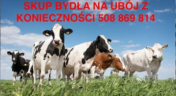 SKUP BYDŁA NA UBÓJ Z KONIECZNOŚCI 508 869 814