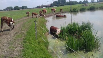 Sprzedam Jałowice cielne rasy hereford mamki hodowlane