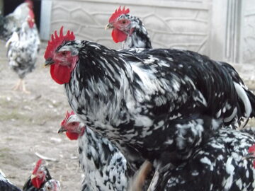 Kura Tęczówka Czernichowska  ROSA MESSA KARMAZYNY TĘCZÓWKA ZIELONONÓŻKA