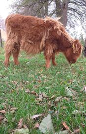 Sprzedam bydło rasy Highland Cattle