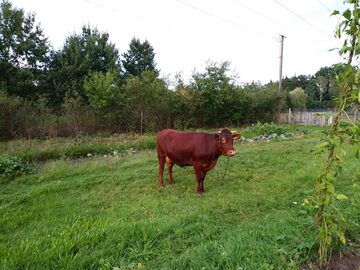 Krowa czerwona wysokocielna, (termin początek września)