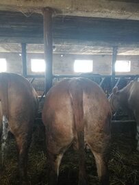 Sprzedam 12 Jałówek 700kg i 2 Byki Mięsne Limousine
