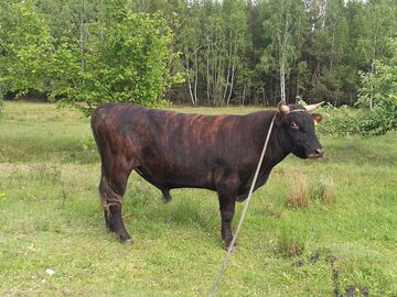 Sprzedam byka rozpłodowego MS.