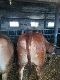 Sprzedam 12 Jałówek 700kg i 2 Byki Mięsne Limousine