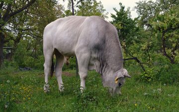 Chianina byk