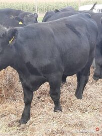 Angus czarny 100% buhaj rozpłodnik pod oceną PZHiPBM