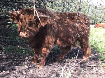 Byk rasy Highland Cattle/Bydlo szkockie