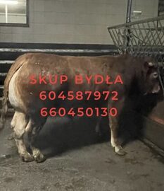 Skup bydła krowy byki jałówki 660450130