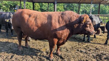 Byk rozpłodnik Red Angus, Angus Czerowny, 100% PZHiPBM, świadectwo