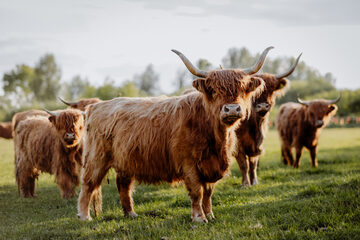 Highlandy jałówki, byczki, matki