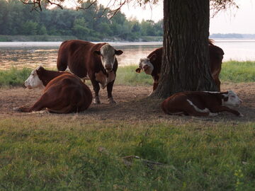 Byki hereford 100%, 10 miesięcy