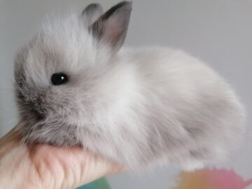 Karzełki Teddy Długowlosy 