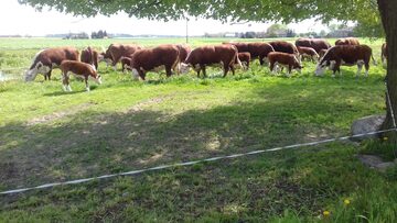 Sprzedam Jałowice cielne rasy hereford mamki hodowlane