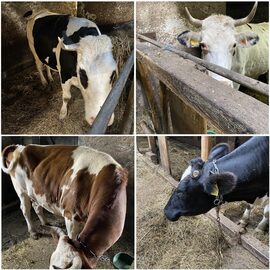  Syndyk sprzeda krowy mleczne, urządzenia dojarskie, maszyny