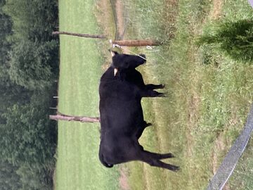 Sprzedam byka 