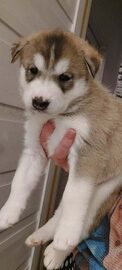 Syberian Husky / Szczeniaki / Rodowód